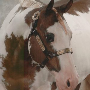 Meet your Posher, Joyce